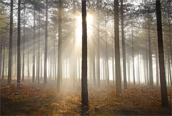 Misty Sunshine Through Pine Trees, Arne Wood, Dorset, England