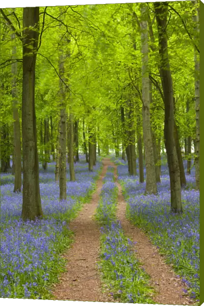 Path through Bluebell Wood, Dockey Wood, Ashridge Estate, Hertfordshire, England
