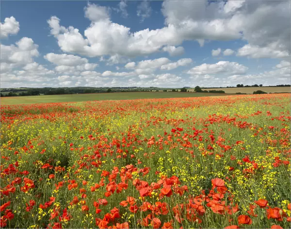 Wild poppies on a beautiful summers day, Dorset, England. Summer (July)