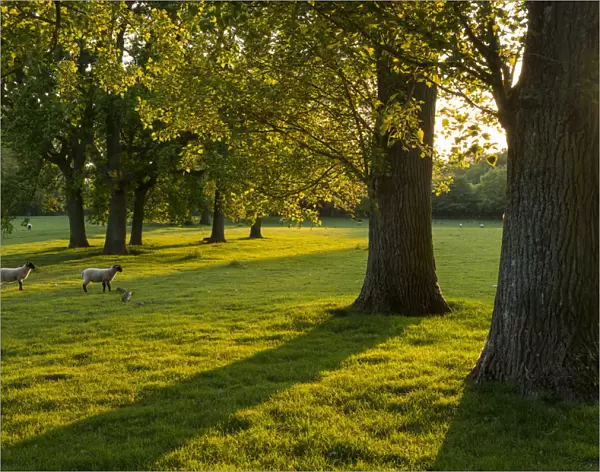 Lambs grazing in a sunlit field with trees in the Cotswolds, Gloucestershire, England