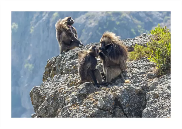 Africa, Ethiopia, Debre Libanos. Gelada Baboon at the ethiopian highlands