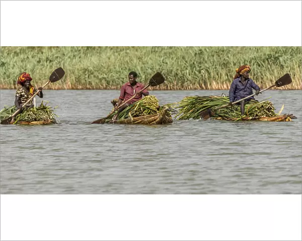 Africa, Ethiopia, Bahir Dar. Men on canoes transporting papyrus