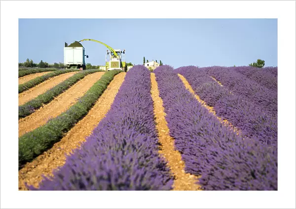 Provence, Valensole Plateau, France, Europe. Lavender field harvesting during summer