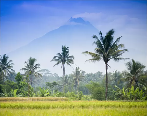Asia, Indonesia, Java, Yogyakarta, Merapi Volcano, rice farmer in front of the mountain
