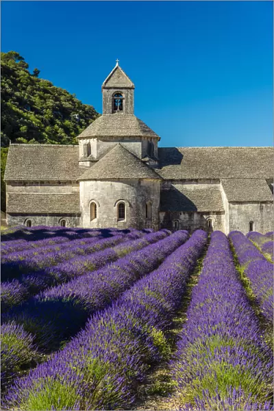 Senanque Abbey or Abbaye Notre-Dame de Senanque with lavender field in bloom, Gordes