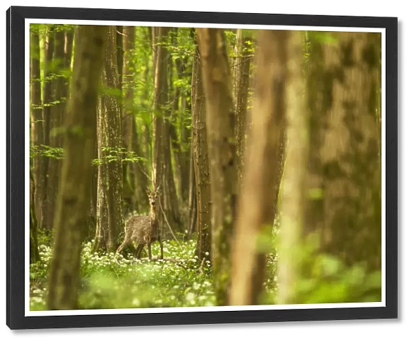 Italy, Friuli Venezia Giulia, Roe deer in a spring forest