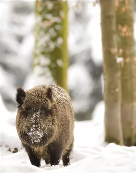 Germany, Bavaria, The Boar advances in the woods after a snowfall