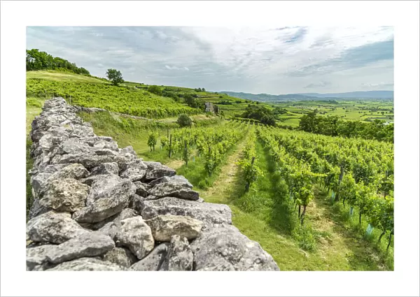 Europe, Italy, Veneto. Vineyards near Soave