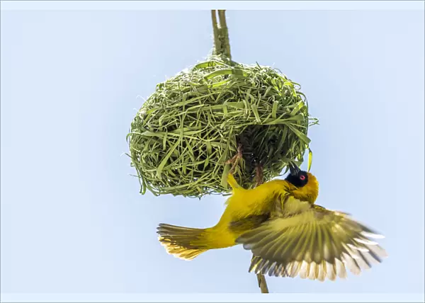 Africa, Namibia. a weaver bird building a nest
