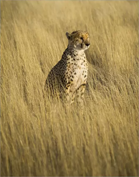 Kalahari desert, Southern Namibia, Africa. Cheetah in the wild