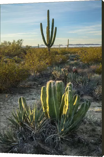 Central America, Mexico, Mexican, Baja, Baja California, desert near Catavina