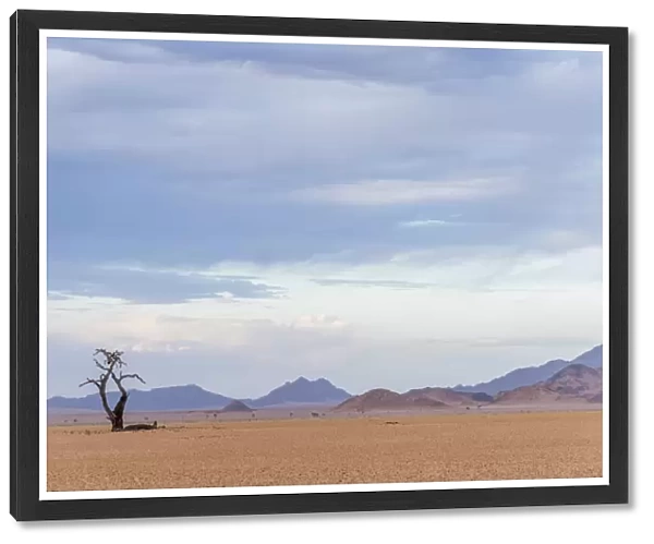 Africa, Namibia, Hardap region. A dead tree in a wide arid landscape