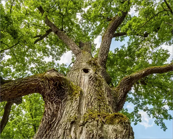 Poland, Lublin Voivodeship, Gorecko Koscielne, Oak Tree(Quercus robur)