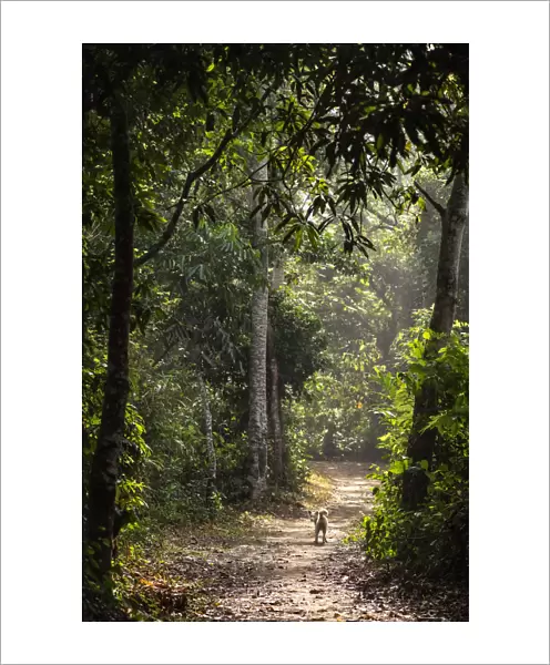 Africa, Ghana, Volta Region. The path to the Wle waterfall