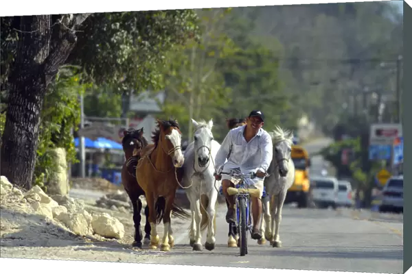 Man on bike leads horses along a road in Peten, Mundo Maya, Guatemala, Central America