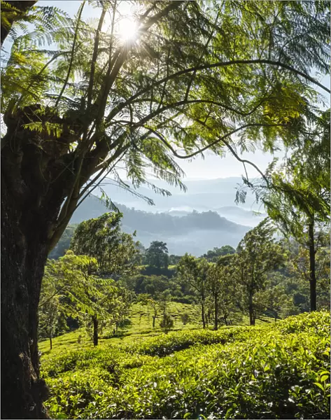 Tea Plantations near Munnar, Kerala, India