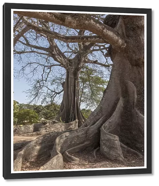 Africa, Senegal, Casamance. Majestic Kapok Trees