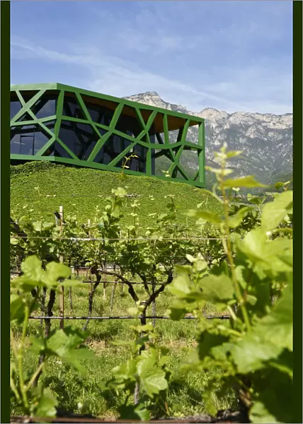 Steel vines architecture of the Tramin Winery, Wine Route, Tramin, South Tyrol, Italy