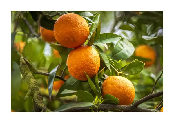 Europe, Italy, Sicily. An orange fruit tree in the garden of Kolymbetra in the Valley