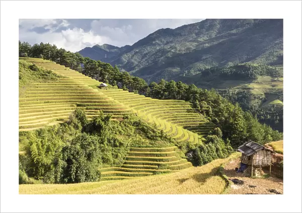A stilt hut sits on a hillside of rice terraces at harvest time, Mu Cang Chai Yen