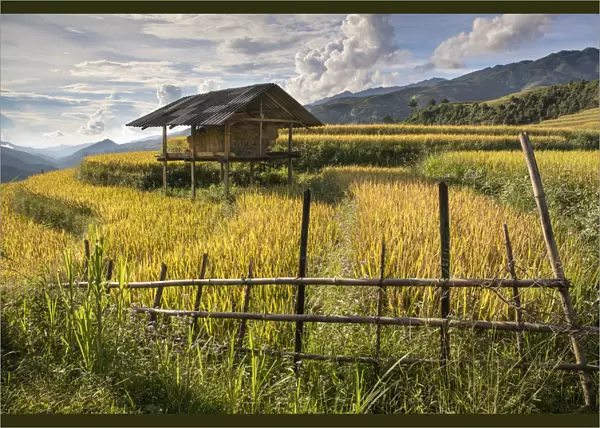 A stilt hut surrounded by rice at harvest time, Mu Cang Chai Yen Bai Province, Vietnam