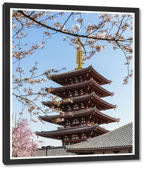Five story pagoda during cherry blossom season, Sensoji temple complex, Asakusa, Tokyo