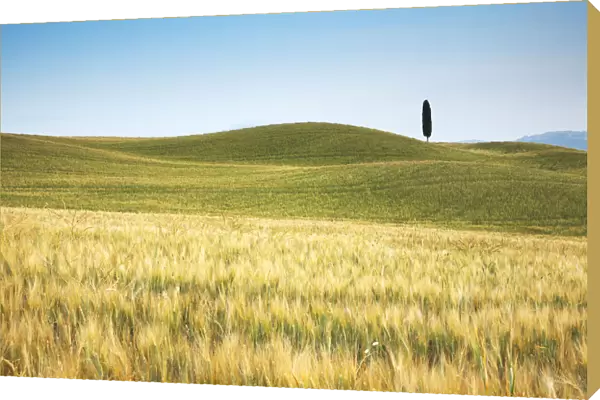 Lone Cypress Tree in Field of Barley, Pienza, Tuscany, Italy