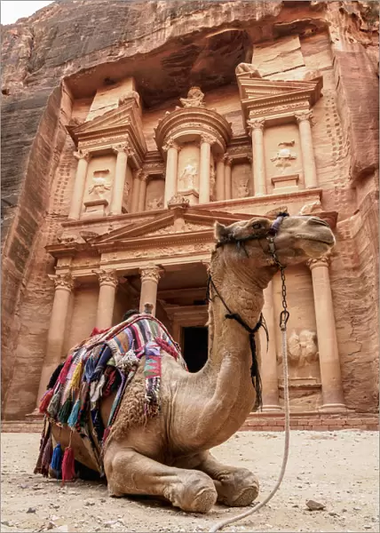 Camel in front of The Treasury, Al-Khazneh, Petra, Ma an Governorate, Jordan