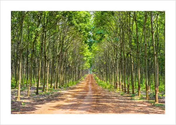 Dirt road through a rubber tree (Hevea brasiliensis) plantation on the Bolaven Plateau