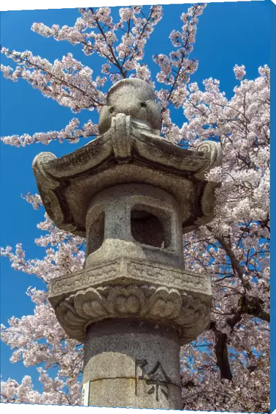 Japanese Granite Lantern with blooming cherry tree behind, Kyoto, Japan