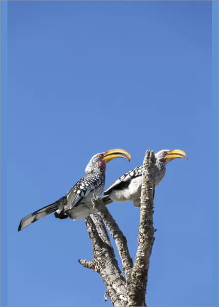 Southern Yellow Billed hornbill bird, Etosha, Namibia