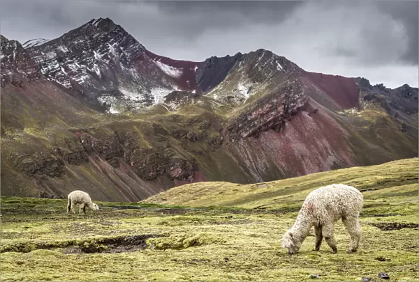 Llamas near Rainbow Mountain, Cusco Region, Peru