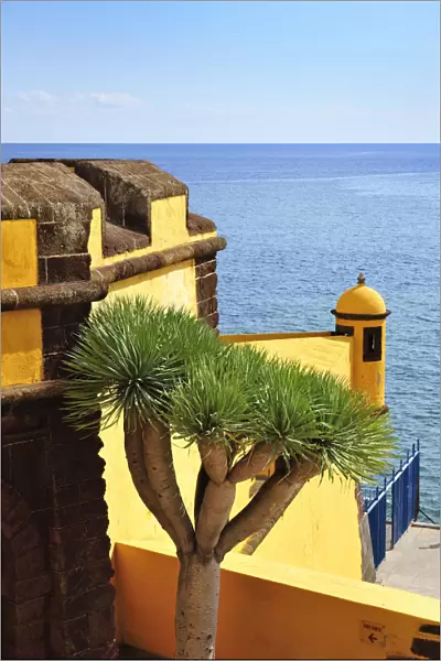 Sao Tiago fortress (17th century) and a dragon tree at the old city of Funchal. Madeira