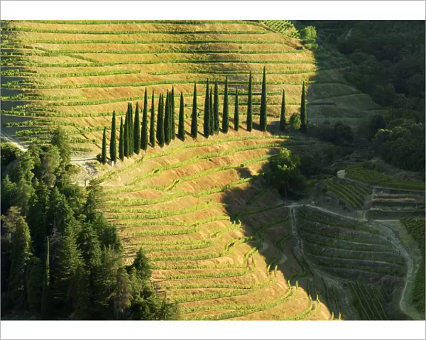 Portugal, Douro, Terraced vineyards and trees