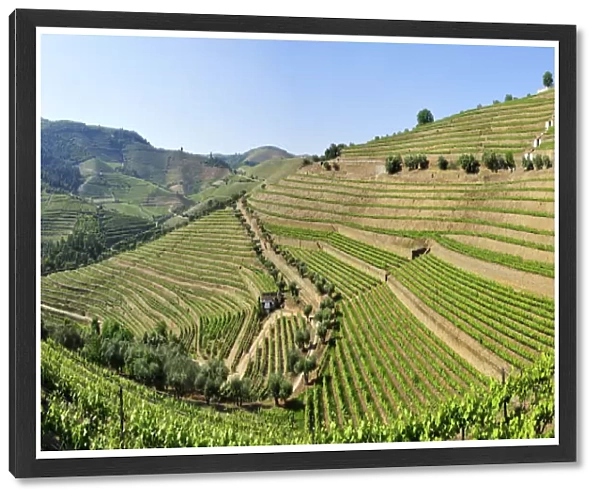 Terraced vineyards in Quinta do Noval, Douro region, a Unesco World heritage site