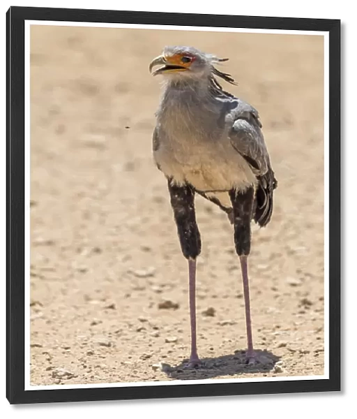 Africa, South Africa, Kalahari Transfrontier Park. A secretary bird