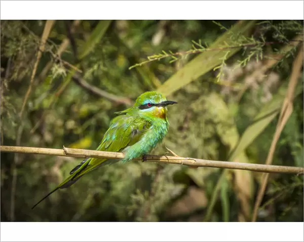 Africa, Senegal, Saint-Louis. A bird in the Djoudj National Park