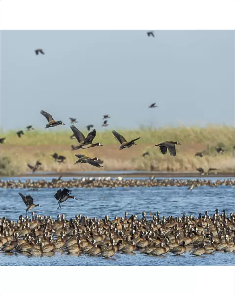 Africa, Senegal, Saint-Louis. White faced whistling ducks in the Djoudj National Park