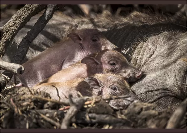 Africa, Senegal, Saint-Louis. Newborn warthogs in the Djoudj National Park
