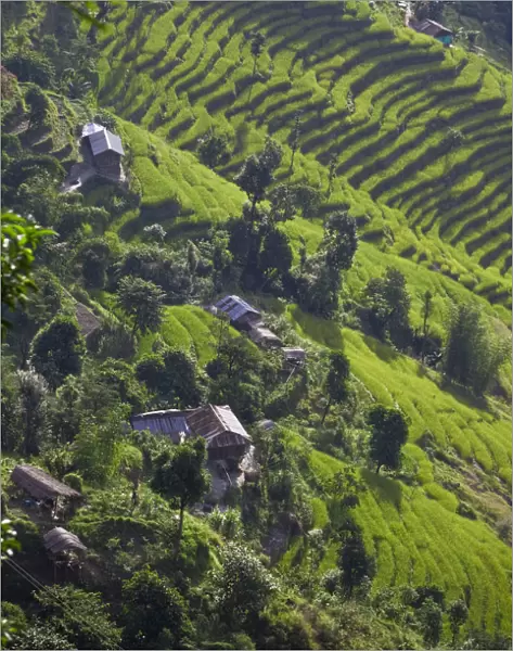 India, Sikkim, Tashiding, Rice terraces