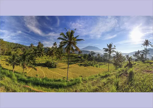 Indonesia, Bali, Sidemen, Rice Fields and Gunung Agung Volcano