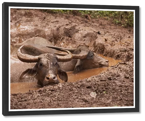 South East Asia, Thailand, Asian water buffalo (Bubalus bubalis) wallowing in mud