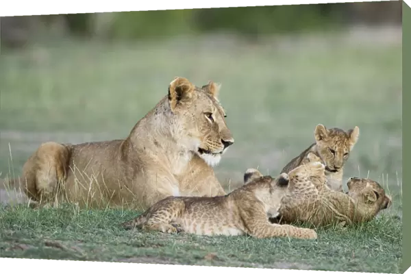 A lioness and cubs playing in Amboseli, Kenya