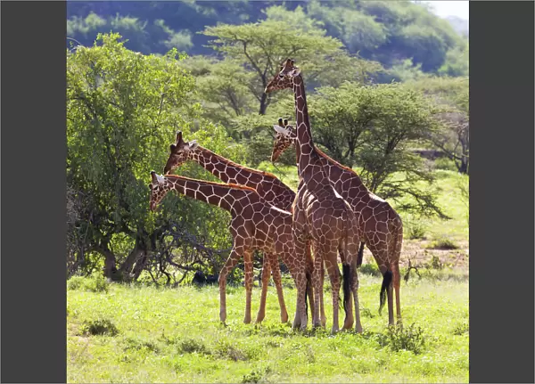 Masai Giraffe (Giraffa camelopardalis tippelskirchi), Samburu National Reserve, Kenya