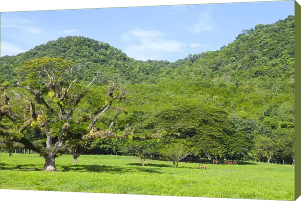 Lush Rural Landscape near Reach Falls, St. Elizabeth Parish, Jamaica, Caribbean