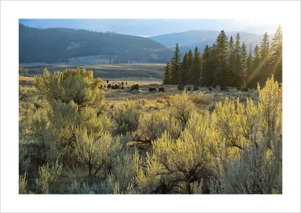 USA, Wyoming, Yellowstone National Park, Bison herd in Lamar valley