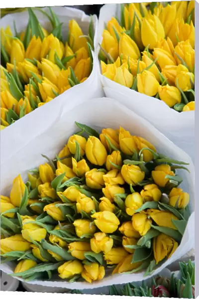Tulips, Bloemenmark (Flower Market), Singel Canal, Amsterdam, Holland