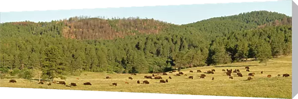 Bison, Bos bison, Custer State Park, Custer County, Black Hills, Western South Dakota