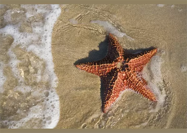 Panama, Bocas del Toro Province, Colon Island (Isla Colon) Star Beach, Starfish