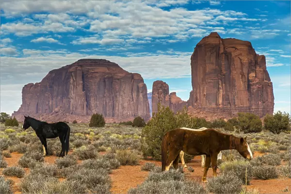 Horses grazing with buttes behind, Monument Valley Navajo Tribal Park, Arizona, USA